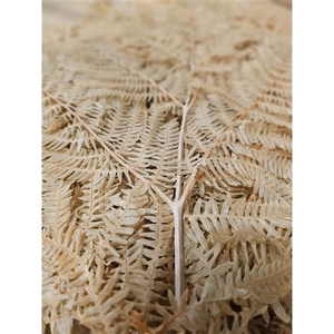 GESTABILISEERD VAREN LICHTBRUIN