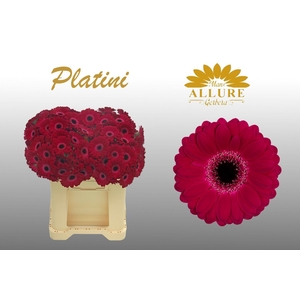 Gerbera mini 'Platini' fust 555