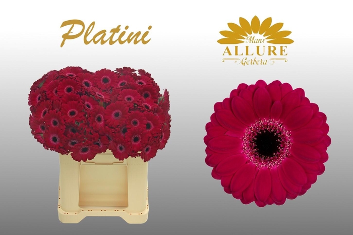 <h4>Gerbera mini 'Platini' fust 555</h4>