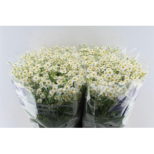Tanacetum Single Vegmo