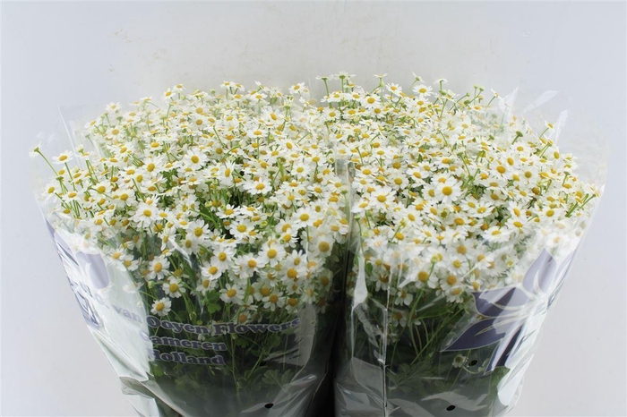 <h4>Tanacetum Single Vegmo</h4>