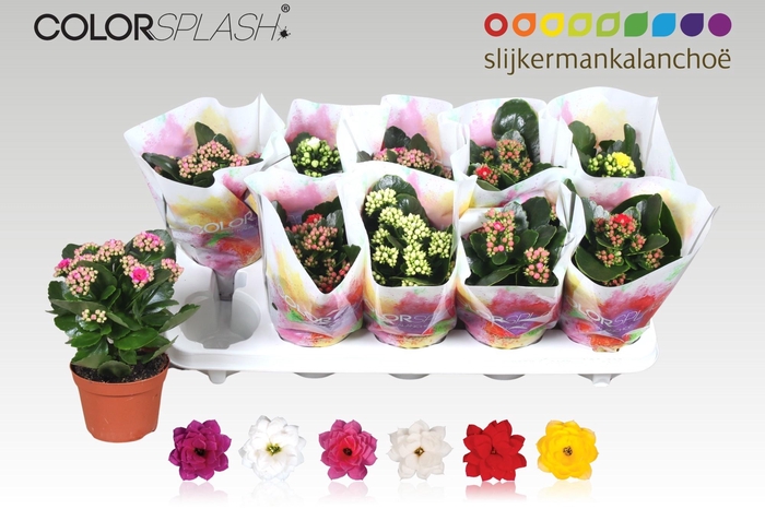 <h4>KAL GE GEM 6 KL</h4>