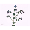CERINTHE M PRIDE O G