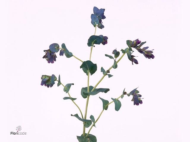 CERINTHE M PRIDE O G
