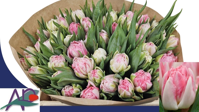 <h4>TU DU FOXTROT</h4>