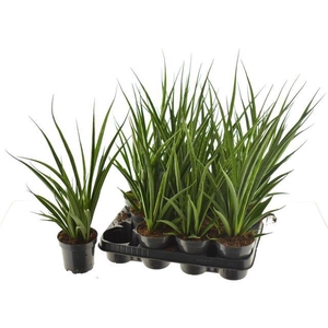 SANSEV KIRKI FRIENDS P10.5