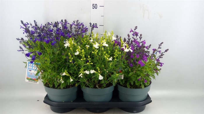 <h4>Salvia   ...</h4>