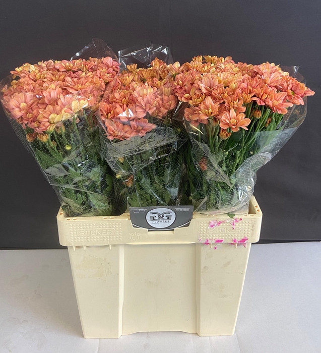 <h4>CHR T SUMMER LOVE</h4>