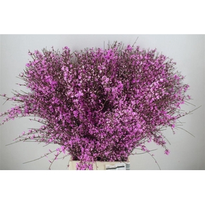 Ginster 400gr Lilac P Bunch