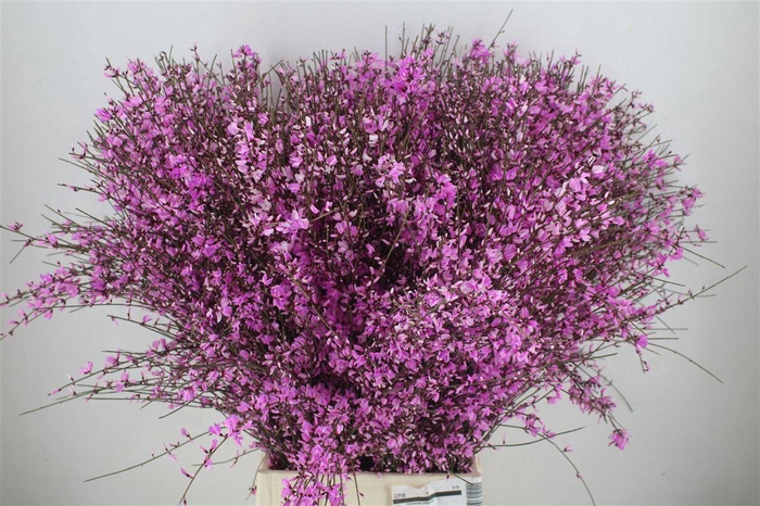 <h4>Ginster 400gr Lilac P Bunch</h4>