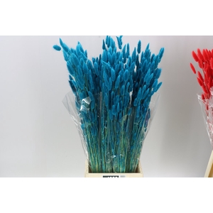 Dried Lagurus Blue