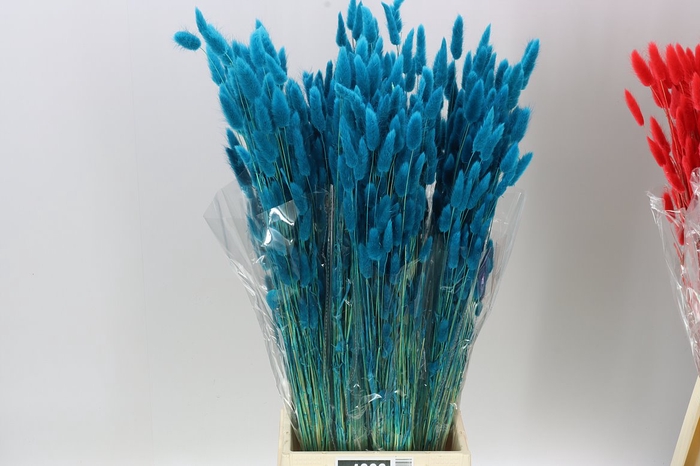 <h4>Dried Lagurus Blue</h4>