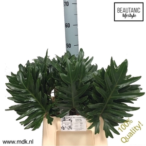 Philodendron Xantal