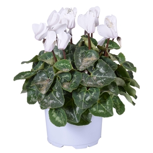 Cyclamen Wit met glitters in Ton sur Ton kweekpot (Kerst)