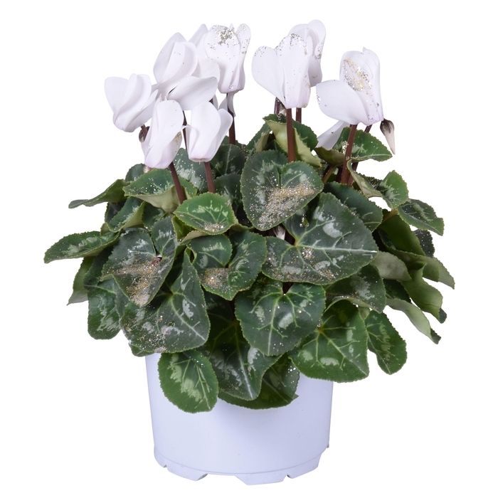 <h4>Cyclamen Wit met glitters in Ton sur Ton kweekpot (Kerst)</h4>