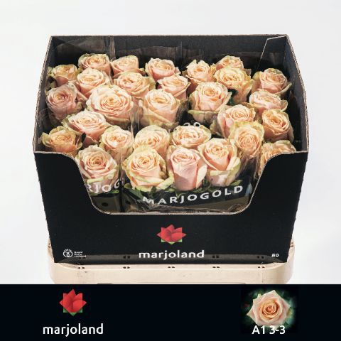 <h4>R Gr Bellini Marjoland</h4>