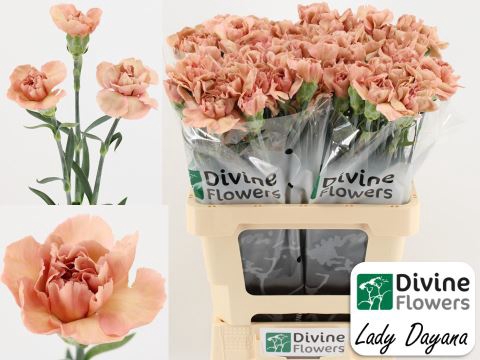<h4>Dianthus ST 'Lady Dayana'</h4>