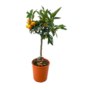 Citrus kumquat