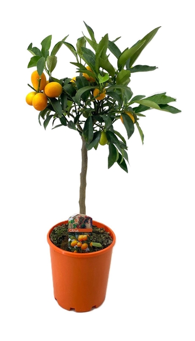 <h4>Citrus kumquat</h4>