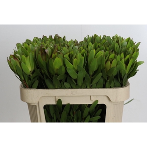 LEUCAD SAF GOLDSTRIK