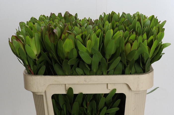 <h4>LEUCAD SAF GOLDSTRIK</h4>