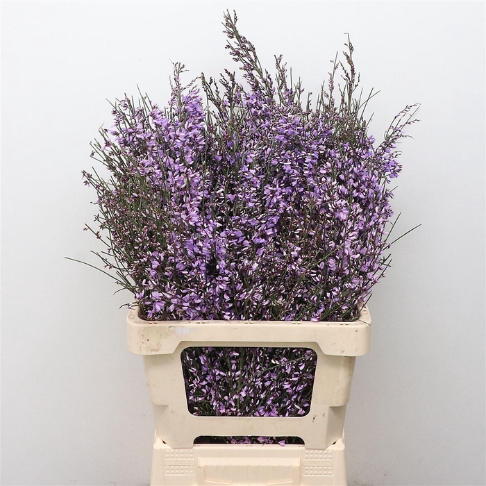 <h4>Ginster Milka P Bunch 200gram</h4>