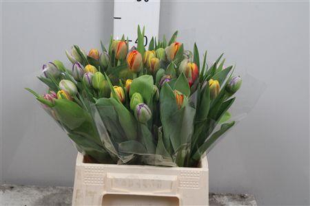 <h4>Tu Dubbel Gemengd</h4>