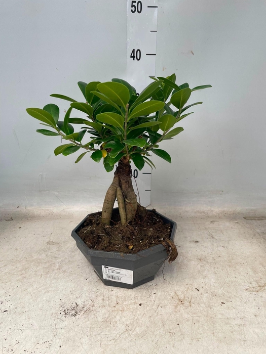 <h4>FIC MI GINSENG</h4>