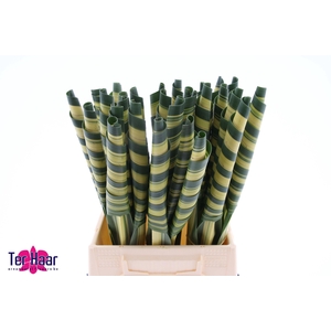 PANDANUS (BLAD)