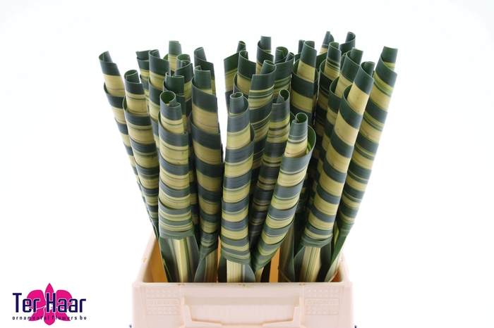 <h4>PANDANUS (BLAD)</h4>