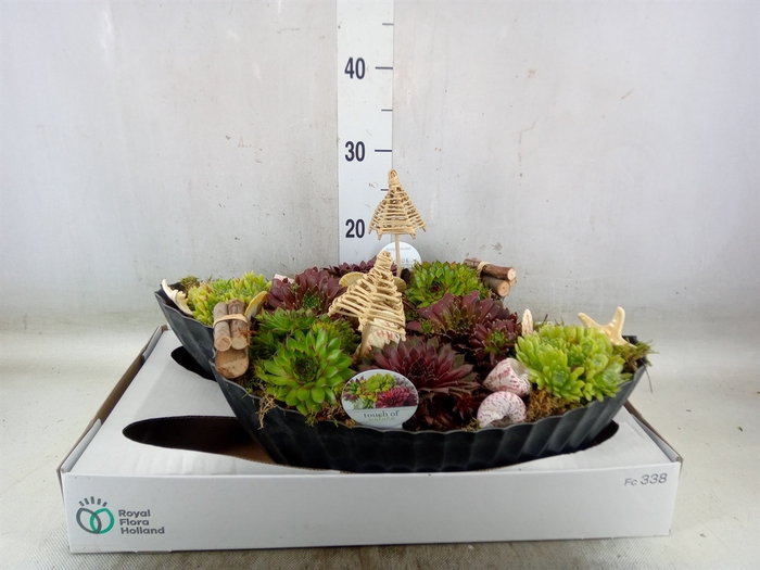 <h4>Arr.  Sempervivum L%</h4>