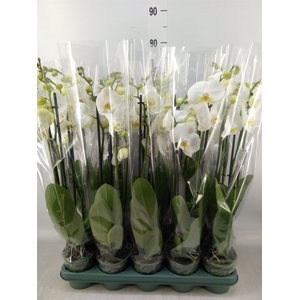 Phalaenopsis  'Ant Nottingham'
