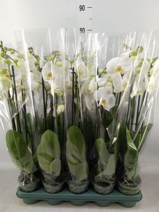 <h4>Phalaenopsis  'Ant Nottingham'</h4>