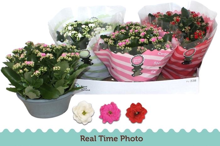 <h4>KAL GE GEM 3 KL</h4>