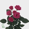 R TR LOVELY LYDIA