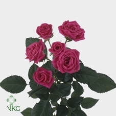 Rosa spray lovely lydia