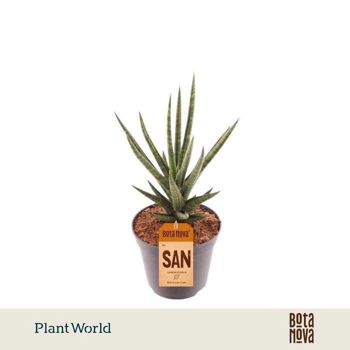 <h4>Sansevieria Torch</h4>