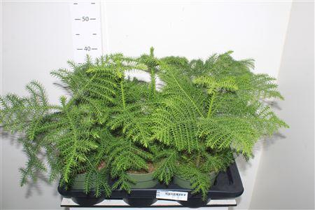 <h4>Arau Heterophyl</h4>