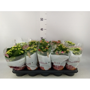 Kalanchoe blos. 'RoyalDon'   ..mix