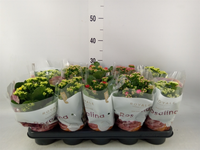 <h4>Kalanchoe blos. 'RoyalDon'   ..mix</h4>