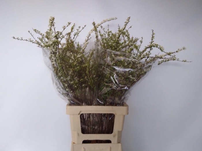 <h4>SPIR C GREFSHEIM</h4>