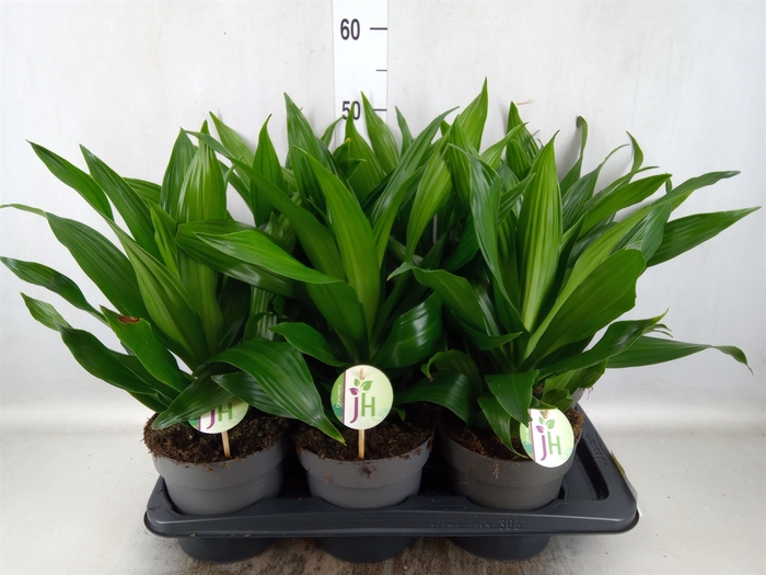 <h4>Dracaena frag. 'Green Jewel'</h4>