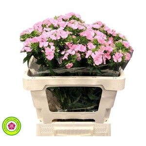 Dianthus Br Am Earl