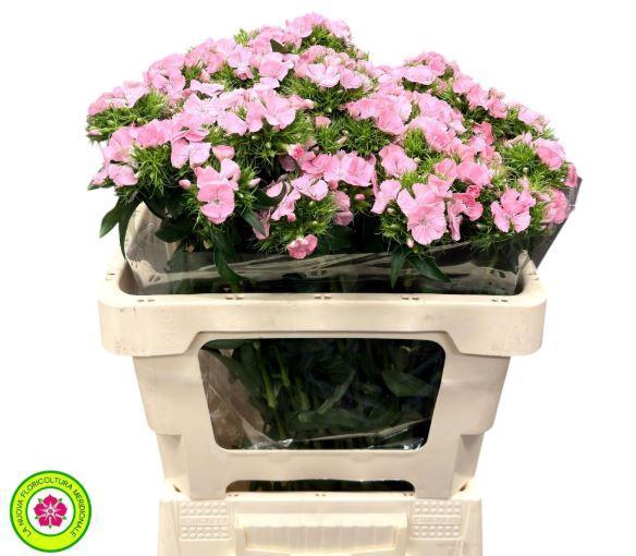 <h4>Dianthus Br Am Earl</h4>