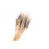 Triticum Black Wisps Natural