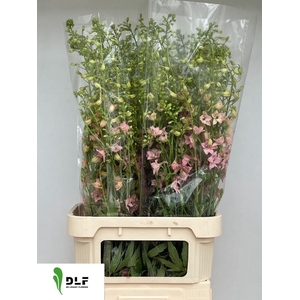 DELPH EN PINK SENSAT
