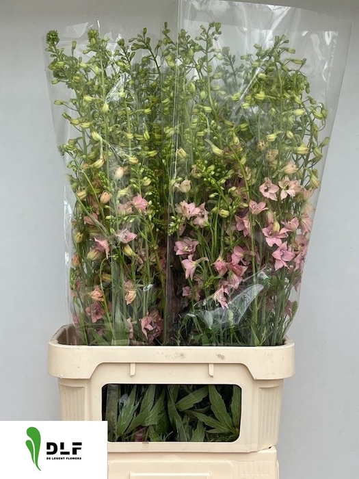 <h4>DELPH EN PINK SENSAT</h4>