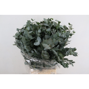 EUC CINEREA PER BUNCH 300GR