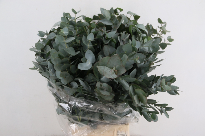 <h4>EUC CINEREA PER BUNCH 300GR</h4>