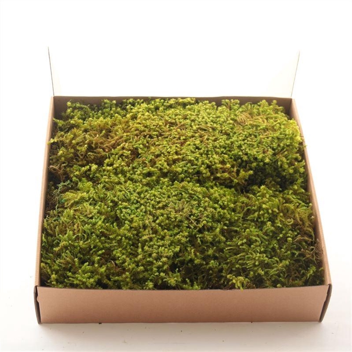 <h4>Star Moss Gepreserveerd Ca. 0.20 M2</h4>